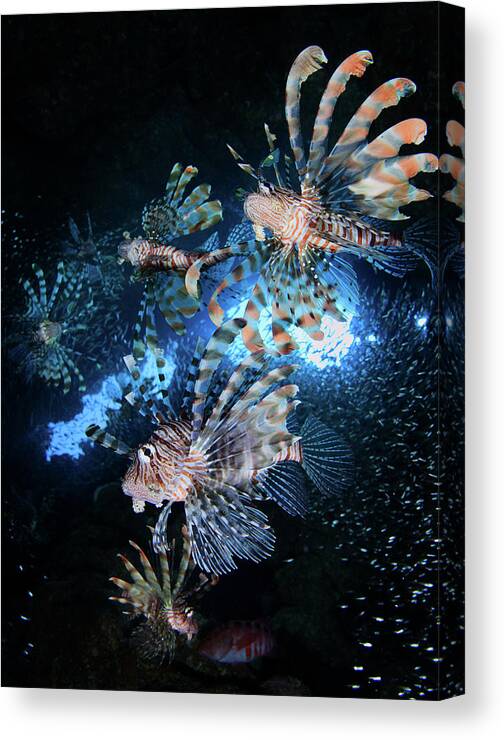 Lionfish Canvas Print featuring the photograph Star Hunt by Andrey Narchuk