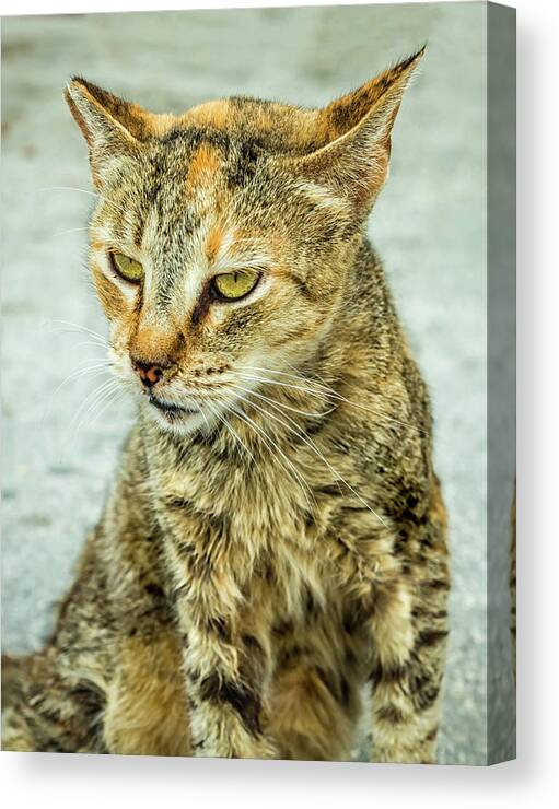 Cat Canvas Print featuring the photograph Stray Cat Stare by Nick Bywater