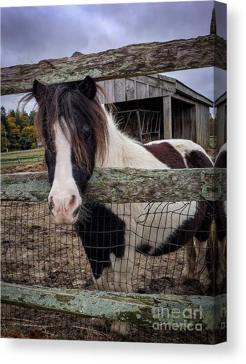 Pony Canvas Print featuring the photograph Tendercrop Pony by Mary Capriole