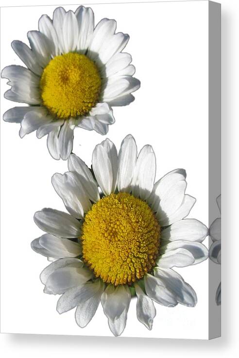 White Daisies Canvas Print featuring the photograph White Daisies Flower Best for Shirts by Delynn Addams