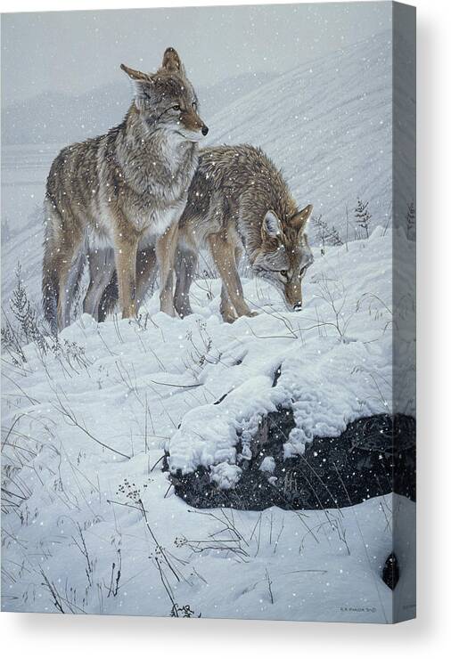 Two Coyotes Scavenge In The Snow Canvas Print featuring the painting Winter Storm- Coyotes by Ron Parker