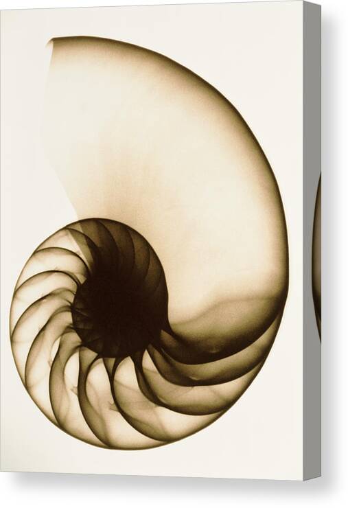 Animal Shell Canvas Print featuring the photograph X-ray Of Chambered Nautilus Shell by Mike Hill