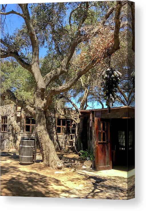 Valle De Guadalupe Canvas Print featuring the photograph Among the Oaks by William Scott Koenig