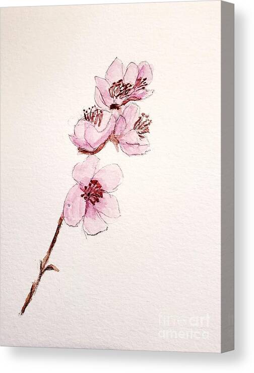 Pink Flowers Canvas Print featuring the painting Cherry Blossoms #1 by Margaret Welsh Willowsilk