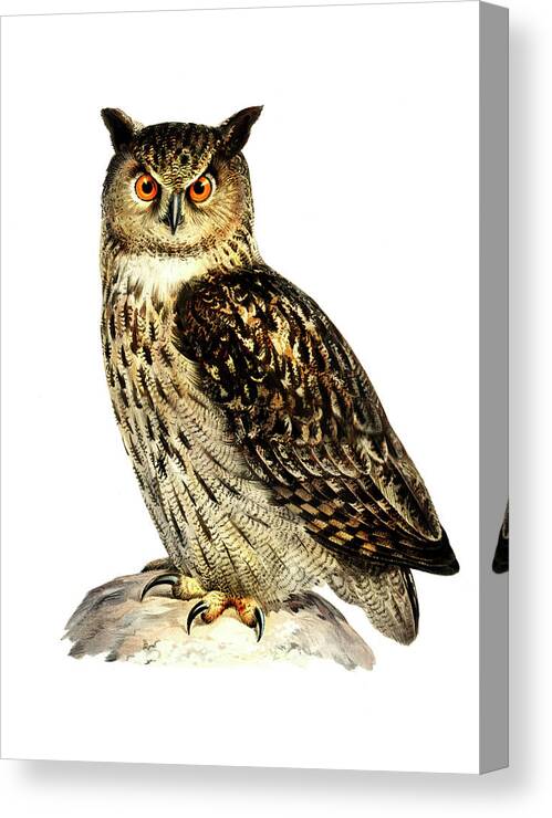Von Wright Canvas Print featuring the drawing Eurasian eagle-owl #1 by Von Wright brothers