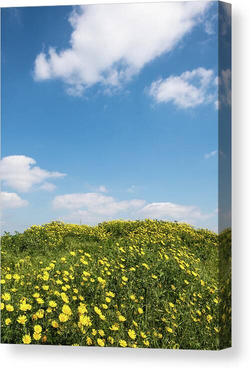 Flowers Canvas Print featuring the photograph Field with yellow marguerite daisy blooming flowers against and blue cloudy sky. Spring landscape nature background by Michalakis Ppalis