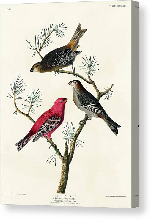 Audubon Birds Canvas Print featuring the drawing Pine Grosbeak #2 by John James Audubon