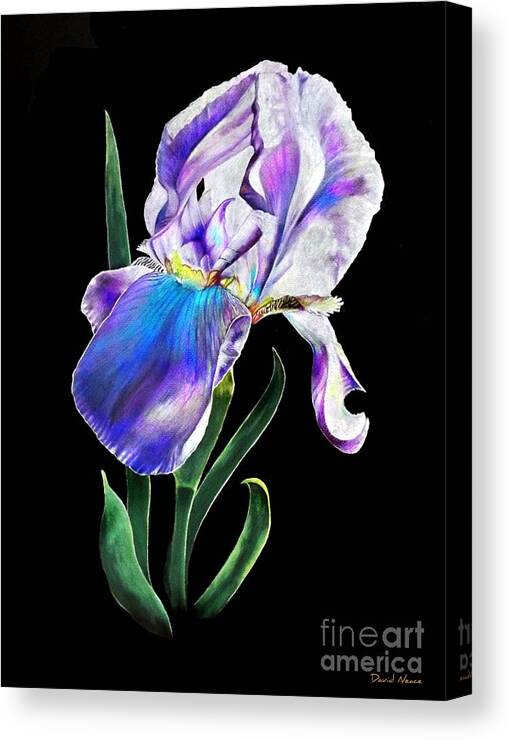 Iris Canvas Print featuring the drawing Iris #3 by David Neace CPX