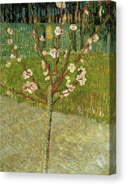 European Canvas Print featuring the painting Almond tree in blossom #13 by Vincent van Gogh