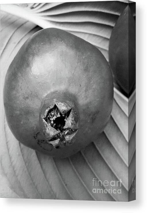 Pomegranate Canvas Print featuring the photograph A Perfect Pomegranate - black and white by Rebecca Harman