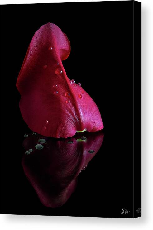 Red Rose Canvas Print featuring the photograph A Single Rose Petal by Endre Balogh
