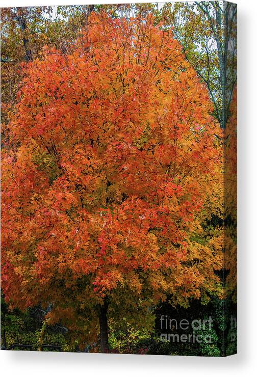 Tree Canvas Print featuring the photograph A Tinge of Red Fall Tree by Roberta Byram