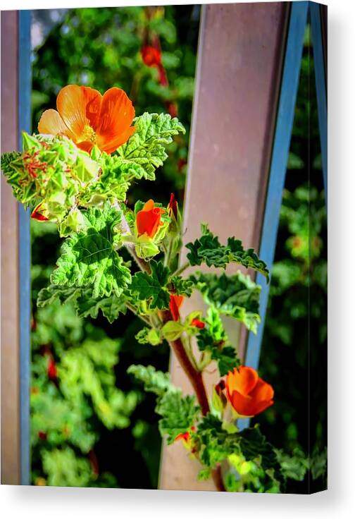 Sphaeralcea Ambigua Canvas Print featuring the photograph A Welcome Intruder by Judy Kennedy