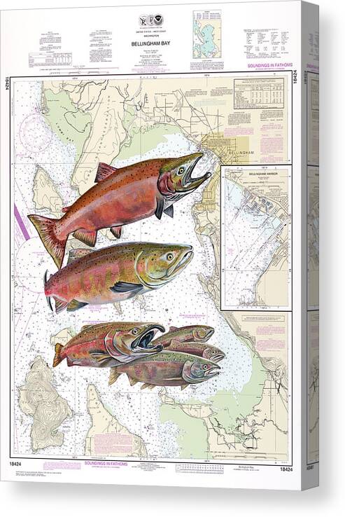 Salmon Canvas Print featuring the painting Bellingham Bay Sockeye by Mark Ray