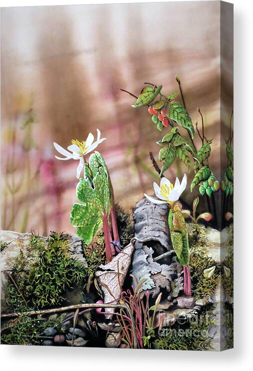 Watercolor Canvas Print featuring the painting Bloodroot by Jeanette Ferguson