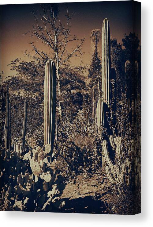 Cactus Canvas Print featuring the photograph Cactus Garden 9 by Lawrence Knutsson