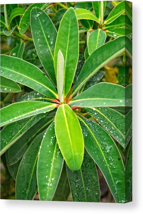 Outdoors Canvas Print featuring the photograph Close-up of plant leaves with water droplets early in the morning by Juan Camilo Bernal