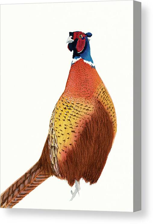Bird Canvas Print featuring the painting Colorful Ring-Neck Pheasant by Deborah League