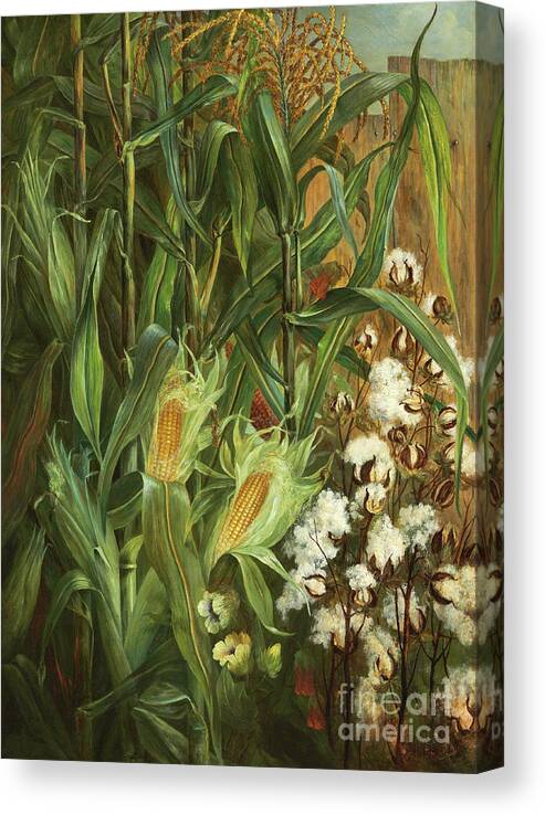 Cotton Canvas Print featuring the painting Corn and Cotton, 1876 by Elizabeth H Remington
