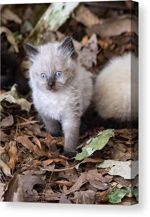 Cat Canvas Print featuring the photograph Cute Kitty by DArcy Evans