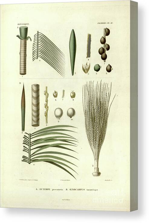 Details Canvas Print featuring the photograph details of Palm tree parts u5 by Botany