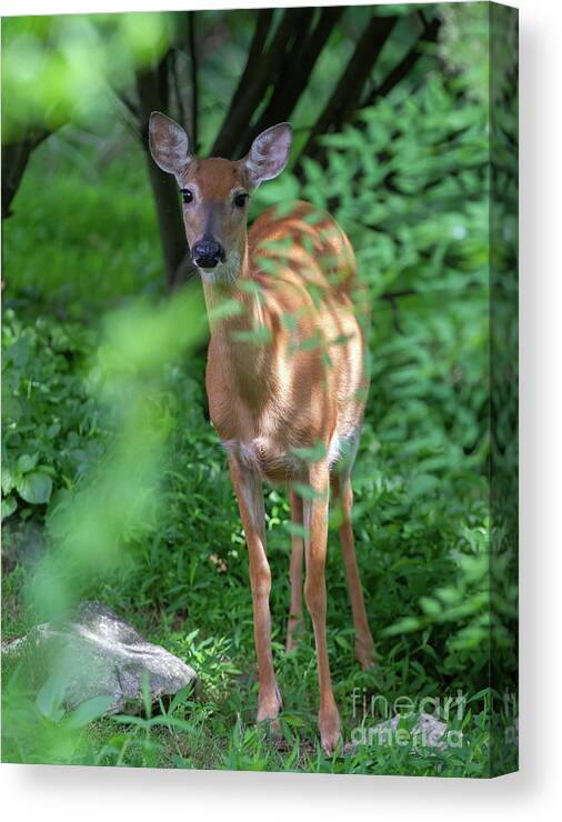 White-tailed Deer Canvas Print featuring the photograph Curious Doe by Chris Scroggins