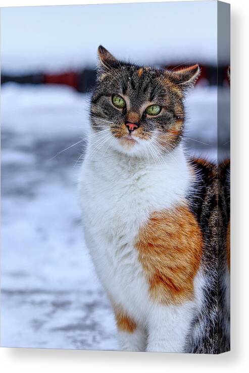 Liza Canvas Print featuring the photograph Domestic self-important kitten standing in snow. Arrogant cat face look at camera. Snooty face. Look like a boss. Felis catus show us whole her beauty by Vaclav Sonnek