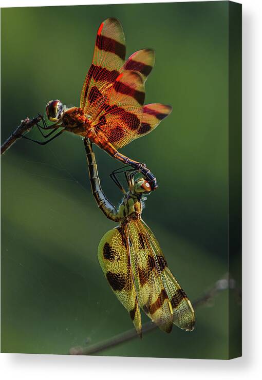 Dragonfly Canvas Print featuring the photograph Dragonfly Wheel by Grant Twiss