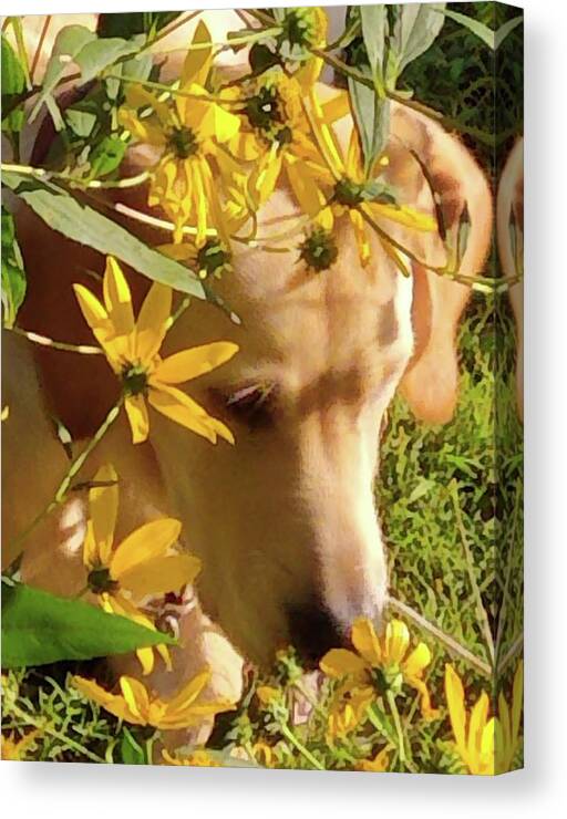 Dog Canvas Print featuring the photograph Enjoying Nature by Kim Galluzzo Wozniak
