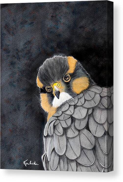 Bird Canvas Print featuring the painting Fierce Little Falcon Watercolor by Kimberly Walker