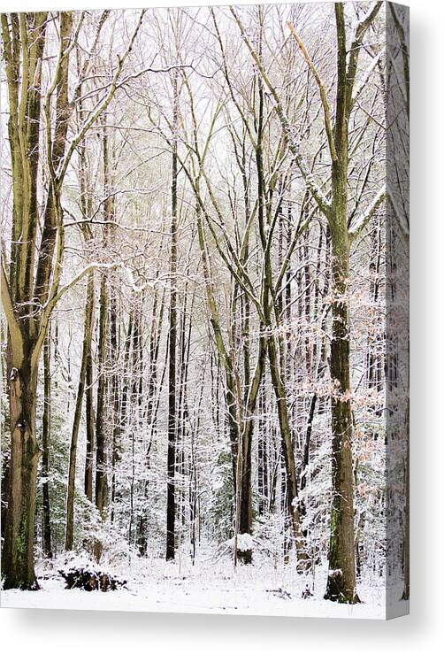Winter Canvas Print featuring the photograph First Snow by Stacy Abbott