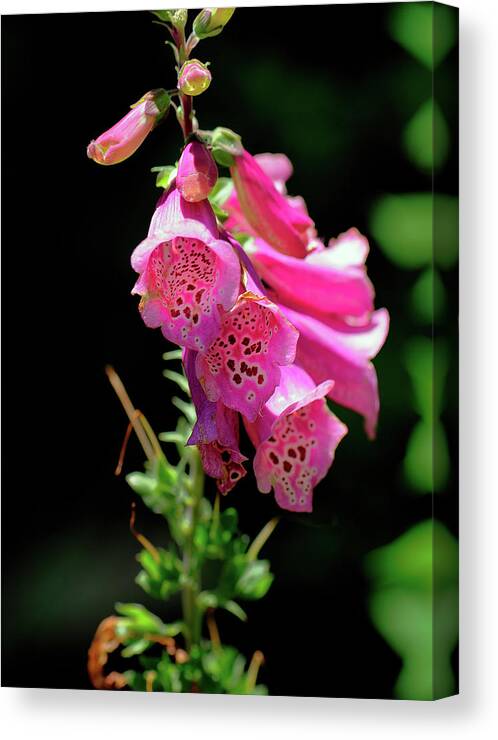 Flowers Canvas Print featuring the photograph Foxglove by Doug Wittrock