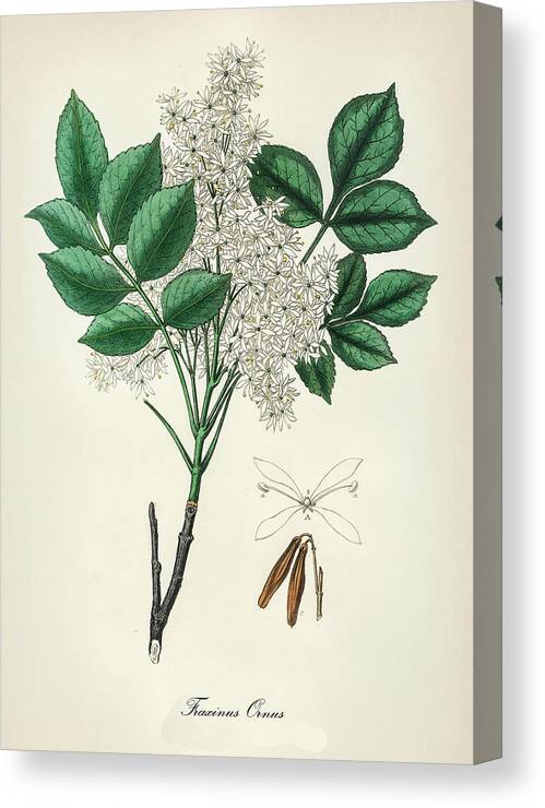 Fraxinus Ornus Canvas Print featuring the digital art Fraxinus Ornus - Flowering Ash - Medical Botany - Vintage Botanical Illustration - Plants and Herbs by Studio Grafiikka