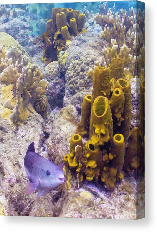Ocean Canvas Print featuring the photograph Friendly Queen by Lynne Browne