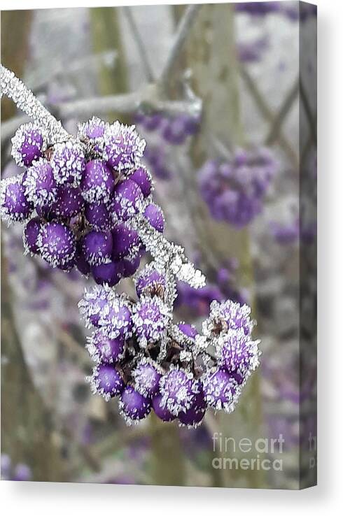 Beautyberry Canvas Print featuring the photograph Frosted Beautyberry by Nina Ficur Feenan