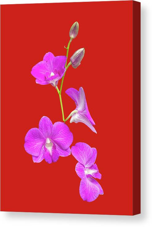 Photosbycate.com Canvas Print featuring the photograph Fuscia Orchids on Red by Cate Franklyn