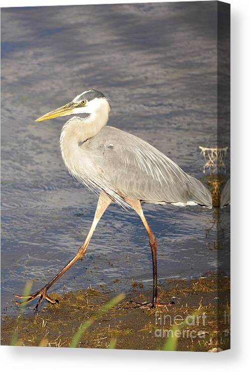 Denise Bruchman Photography Canvas Print featuring the photograph Great Blue Heron Evening Stroll by Denise Bruchman