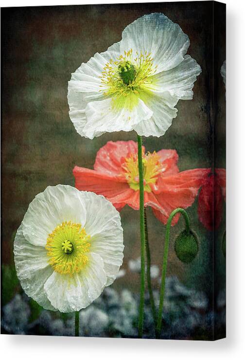 Poppy Canvas Print featuring the photograph Happy Poppies by Elvira Peretsman
