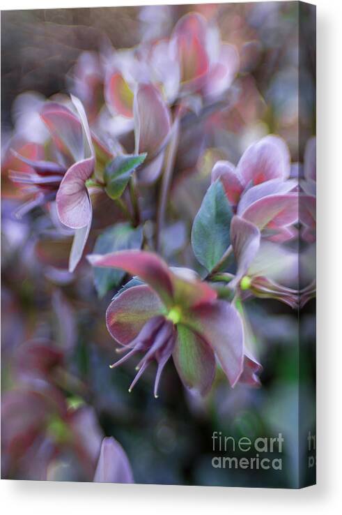 Flora Canvas Print featuring the photograph Hellebores in Pink by Jill Greenaway