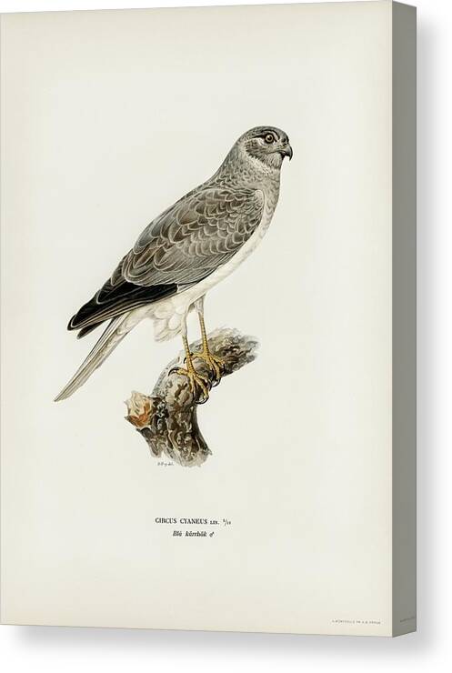 Vintage Print Canvas Print featuring the mixed media Hen Harrier by World Art Collective