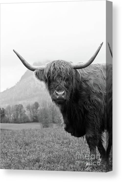Black-and-white Canvas Print featuring the mixed media Highland Cow Black White #2 #wall #art by Anitas and Bellas Art