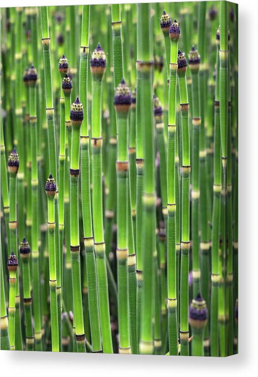Horsetails Canvas Print featuring the photograph Horsetails by Rebecca Herranen
