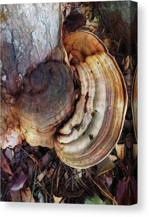 Photo Canvas Print featuring the photograph Rings Of Fungi by Tim Nyberg