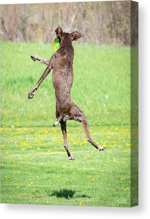 Dogs Canvas Print featuring the photograph Leaping for the frisbee by Judi Dressler