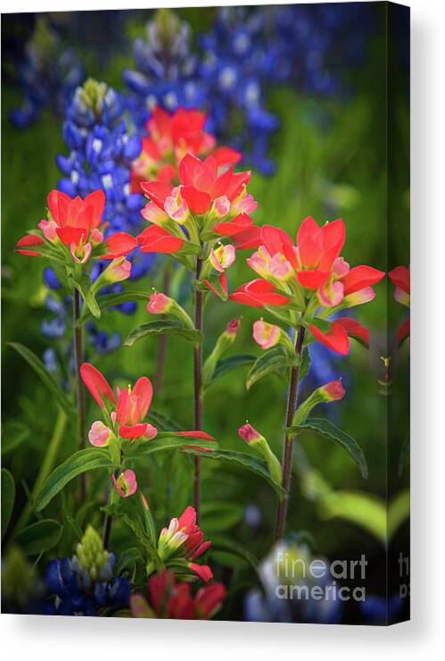 America Canvas Print featuring the photograph Lone Star Blooms by Inge Johnsson