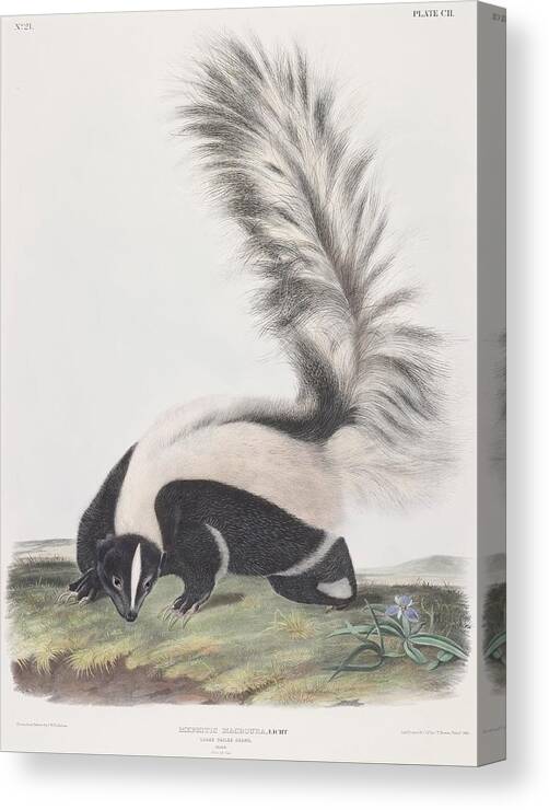 kapok parallel Keelholte Mephitis macroura Licht Large Tailed Skunk Male Natural Size Canvas Print /  Canvas Art by John Woodhouse Audubon - Pixels