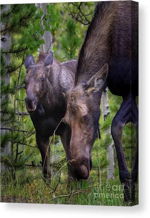 Moose Canvas Print featuring the photograph Moose and Calf by Steven Krull