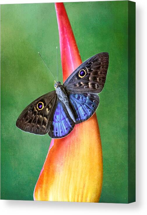 Butterfly Canvas Print featuring the photograph Natures Gift by Susan Hope Finley