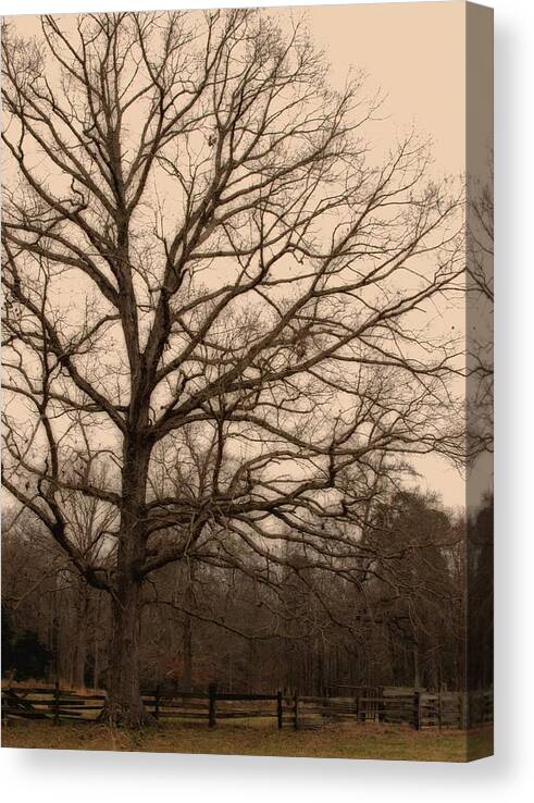Pasture Canvas Print featuring the photograph Pasture with Old Tree by Karen Harrison Brown