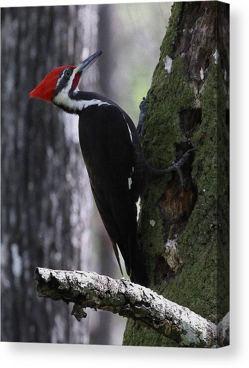 Pileated Woodpecker Canvas Print featuring the photograph Pileated Woodpecker 4 by Mingming Jiang